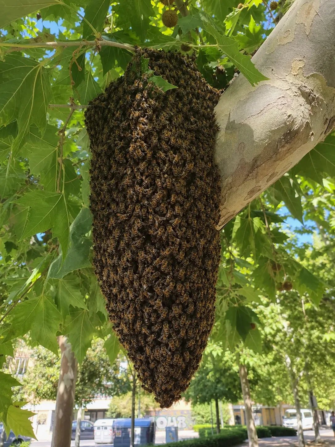 Tratamiento de abejas y enjambres en La Garriga — GarrigaPlagas