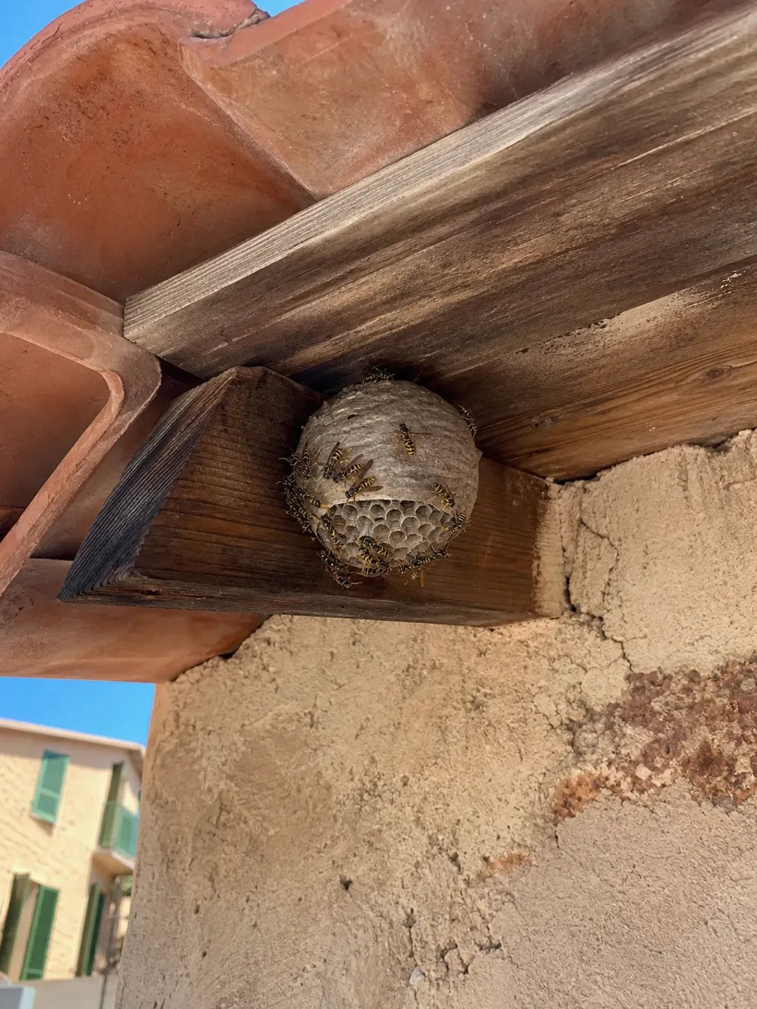 Tratamiento de avispas en La Garriga — GarrigaPlagas