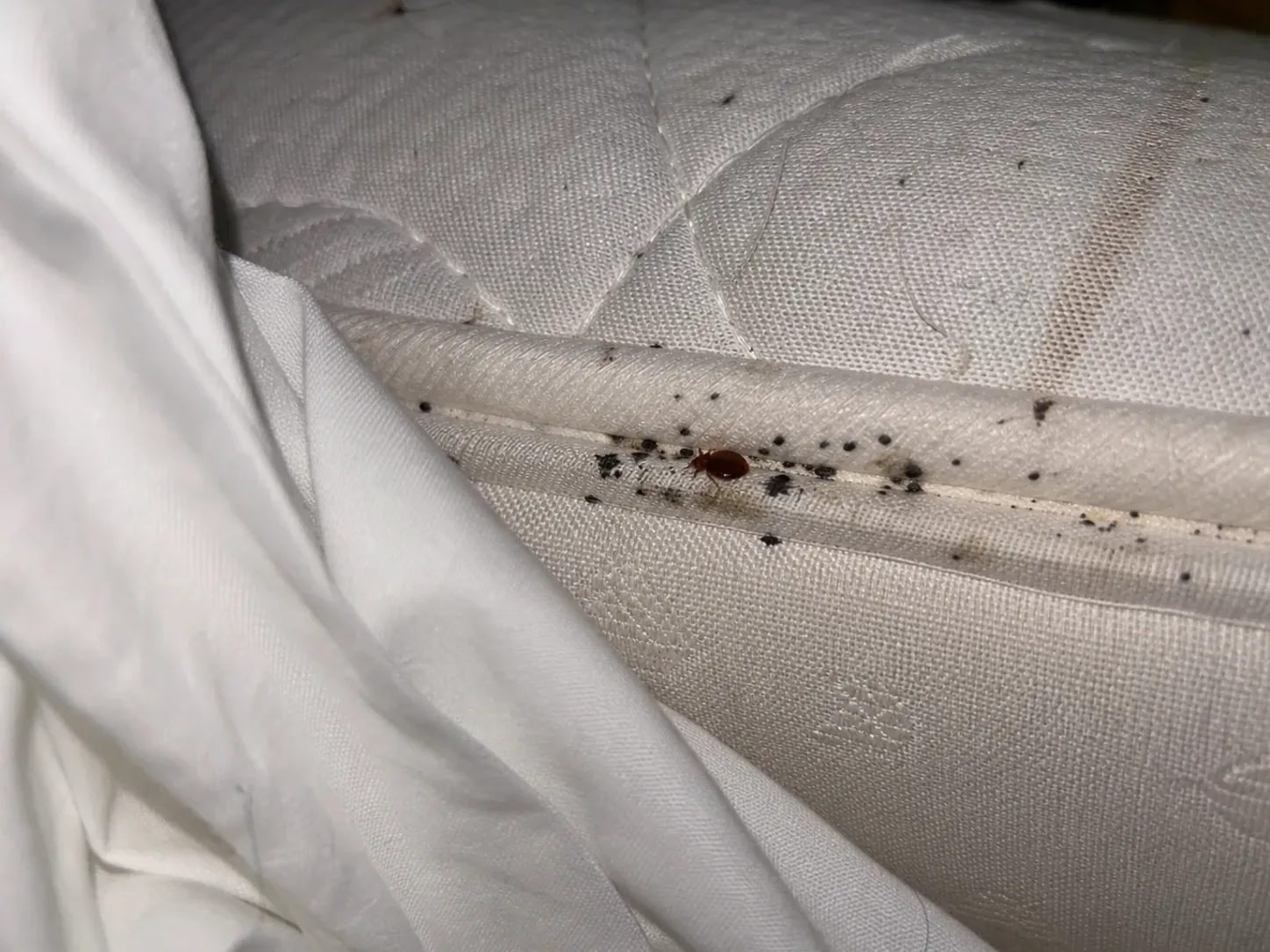 Inspección de chinches de cama en un colchón