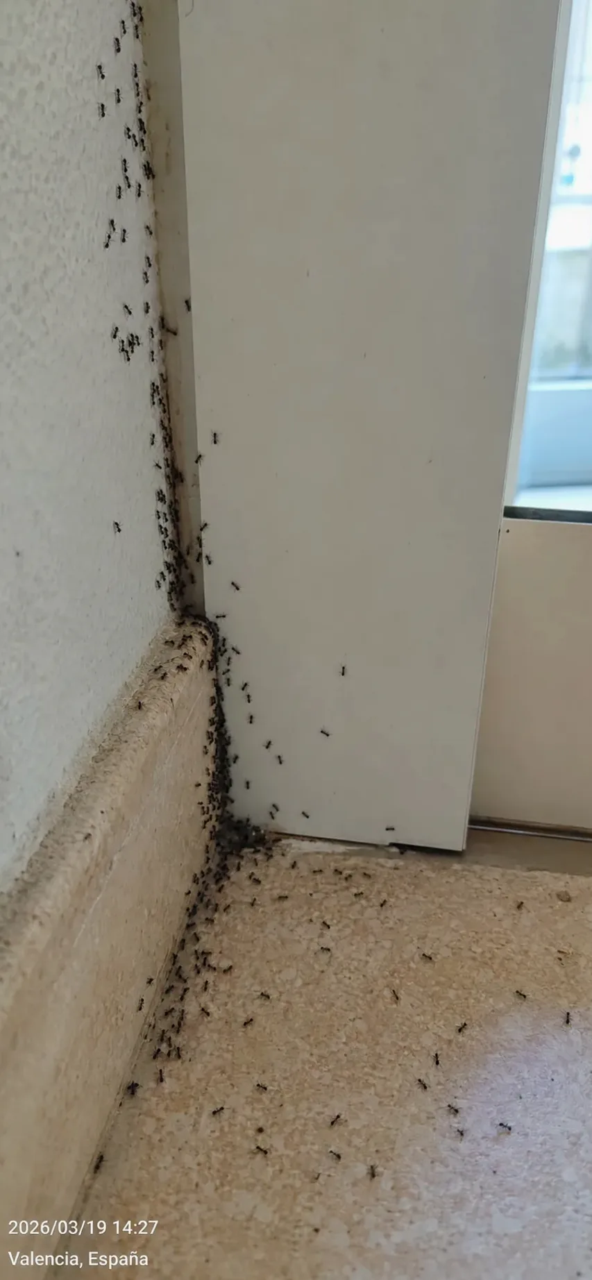 Tratamiento de hormigas en La Garriga — GarrigaPlagas