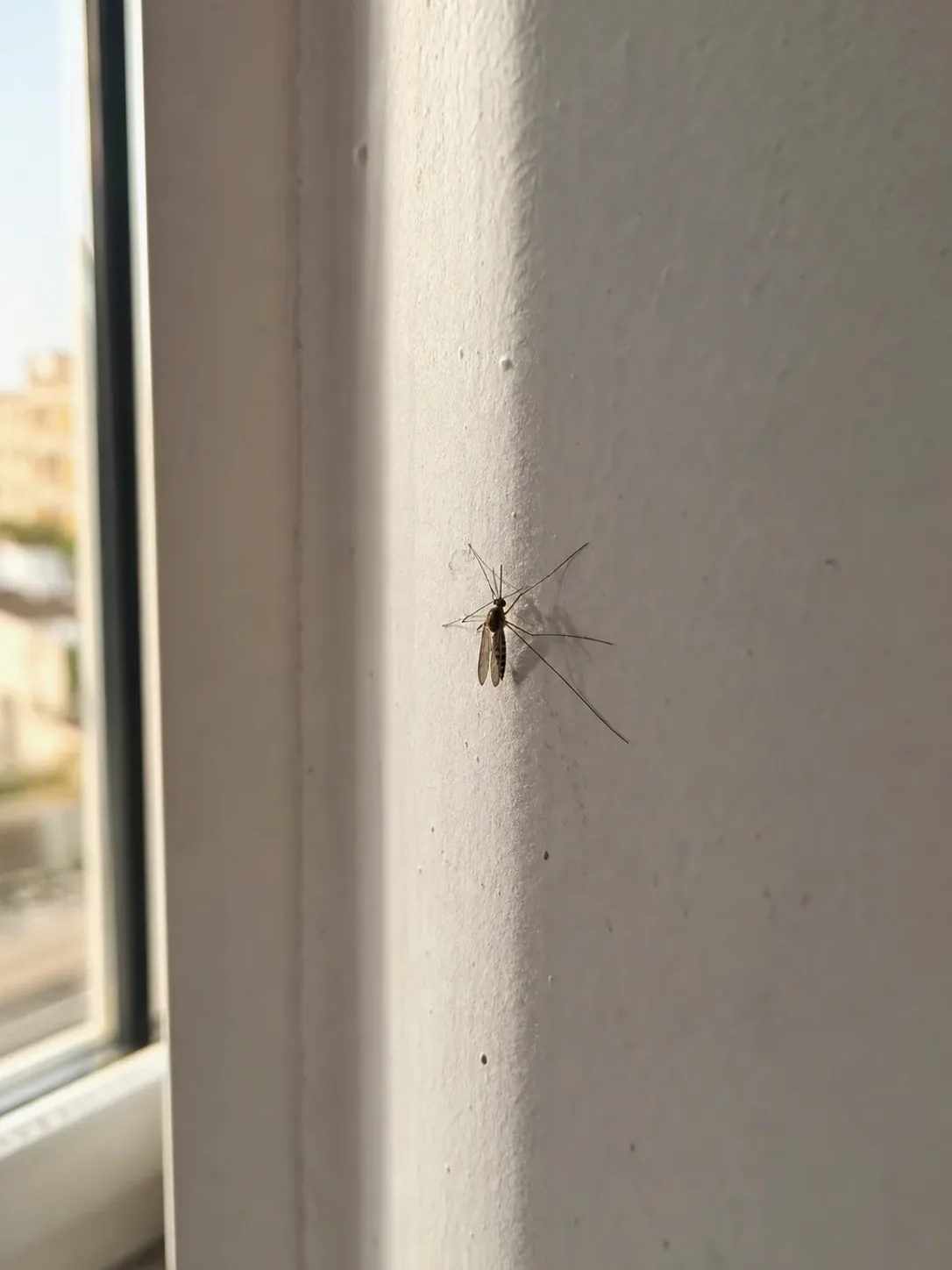 Tratamiento de mosquitos en La Garriga — GarrigaPlagas