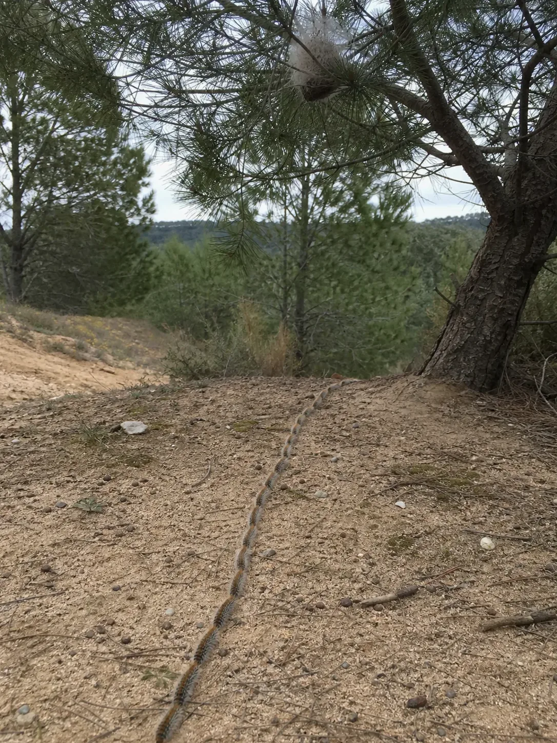 Tratamiento de procesionaria del pino en La Garriga — GarrigaPlagas