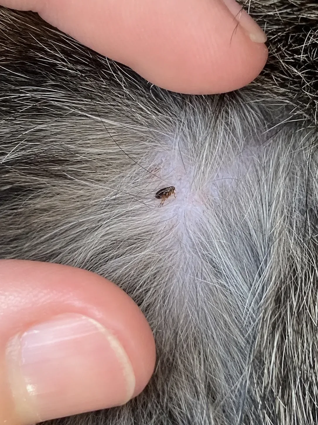 Pulga en detalle sobre el pelaje de una mascota